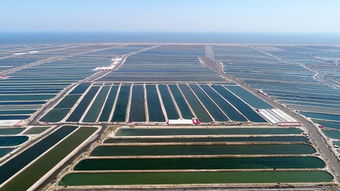 樂亭 海產品養殖產業的蓬勃發展與未來展望