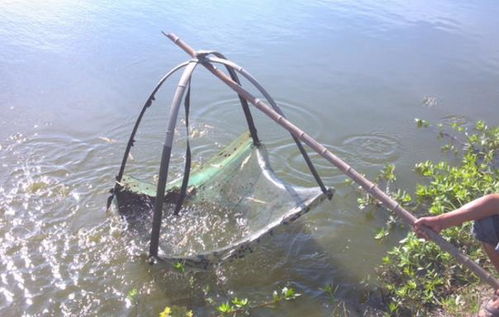 水產(chǎn)養(yǎng)殖前景無(wú)限，葉小永帶領(lǐng)鄉(xiāng)親共踏致富路