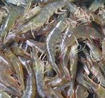 家水產(chǎn)養(yǎng)殖 家庭水產(chǎn)養(yǎng)殖的全面指南